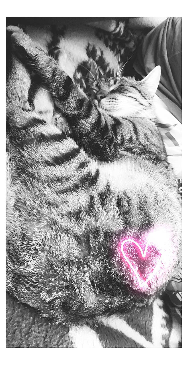 Olympe participe au concours pour gagner de l'argent avec cette photo : black_and_white, carnivore, cat, close_up, domestic_short_haired_cat, ear, european_shorthair, felidae, fur, kitten, monochrome, nose, paw, polydactyl_cat, sleep, small_to_medium_sized_cats, snout, stock_photography, tabby_cat, whiskers