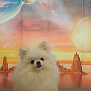 Amour participe au concours pour gagner de l'argent avec cette photo : animal, background, calm, colorful, cosmic, cute, dog, fluffy, furry, indoor, pet, planet, pomeranian, portrait, rocky_formations, small_dog, space_theme, studio, surreal, white