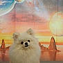 animal, background, calm, colorful, cosmic, cute, dog, fluffy, furry, indoor, pet, planet, pomeranian, portrait, rocky_formations, small_dog, space_theme, studio, surreal, white