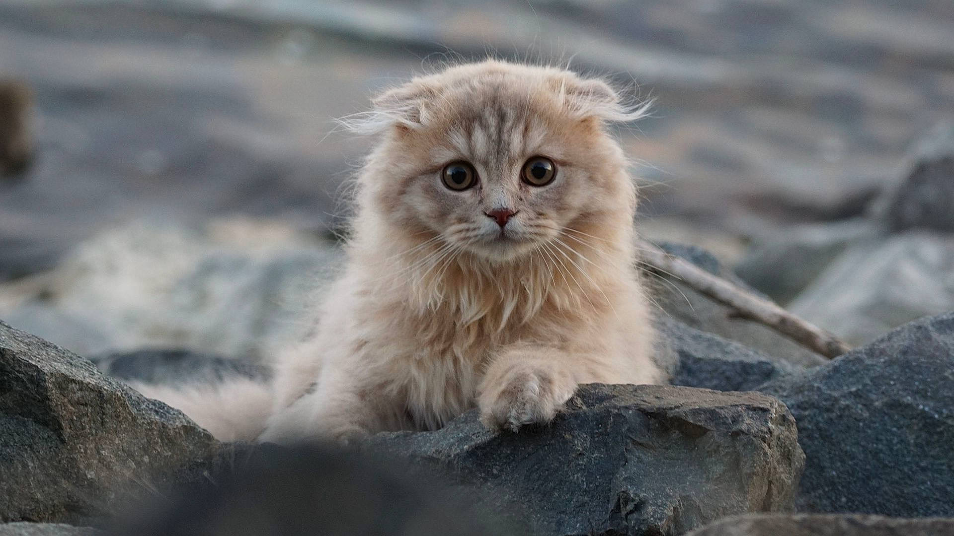 Ulky a rejoint le concours — aidez-le/la à gagner de superbes lots ! art, british_longhair, carnivore, cat, claw, eye, fawn, felidae, fur, paw, persian, selkirk_rex, small_to_medium_sized_cats, snout, tail, terrestrial_animal, whiskers, wildlife