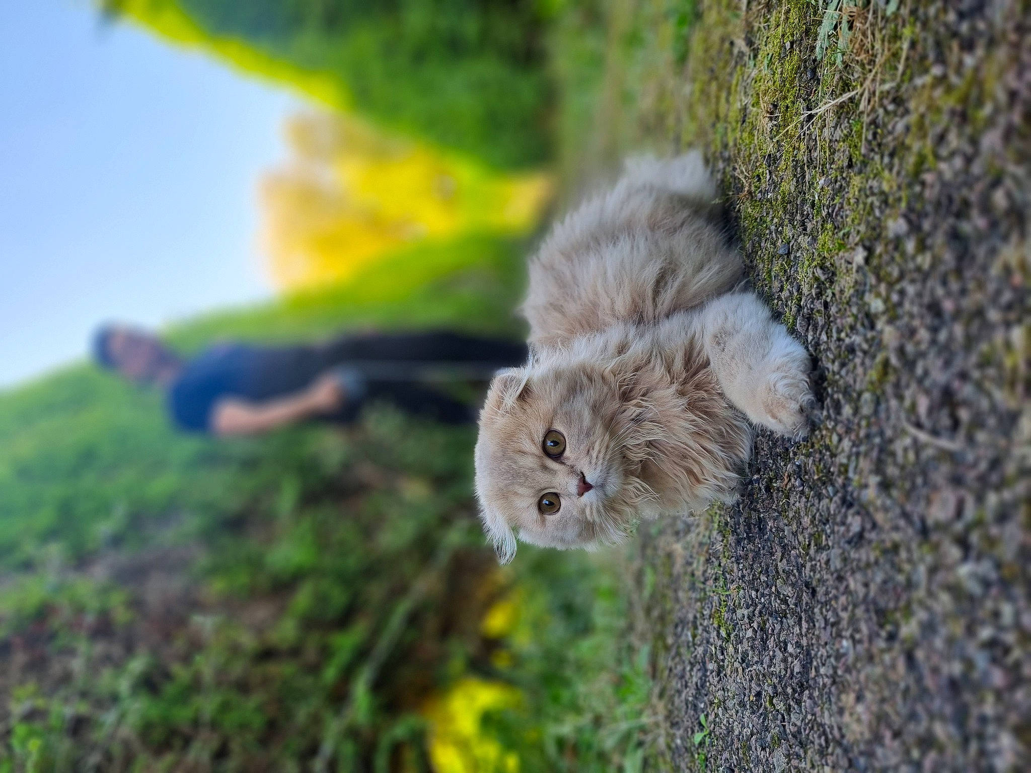 Ulky a rejoint le concours — aidez-le/la à gagner de superbes lots ! bird_of_prey, carnivore, cat, eye, fawn, felidae, fur, grass, plant, sky, small_to_medium_sized_cats, snout, spring, tail, terrestrial_animal, tree, trunk, whiskers, wildlife, wood