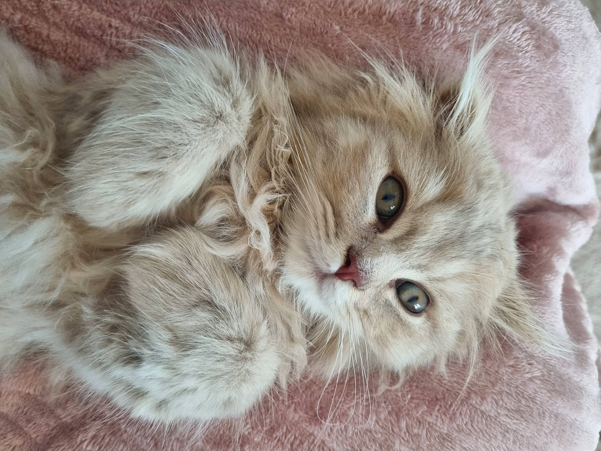 Ulky participe au concours pour gagner de l'argent avec cette photo : carnivore, cat, cat_bed, claw, comfort, domestic_short_haired_cat, ear, eye, fawn, felidae, fur, paw, plant, small_to_medium_sized_cats, snout, tail, terrestrial_animal, whiskers