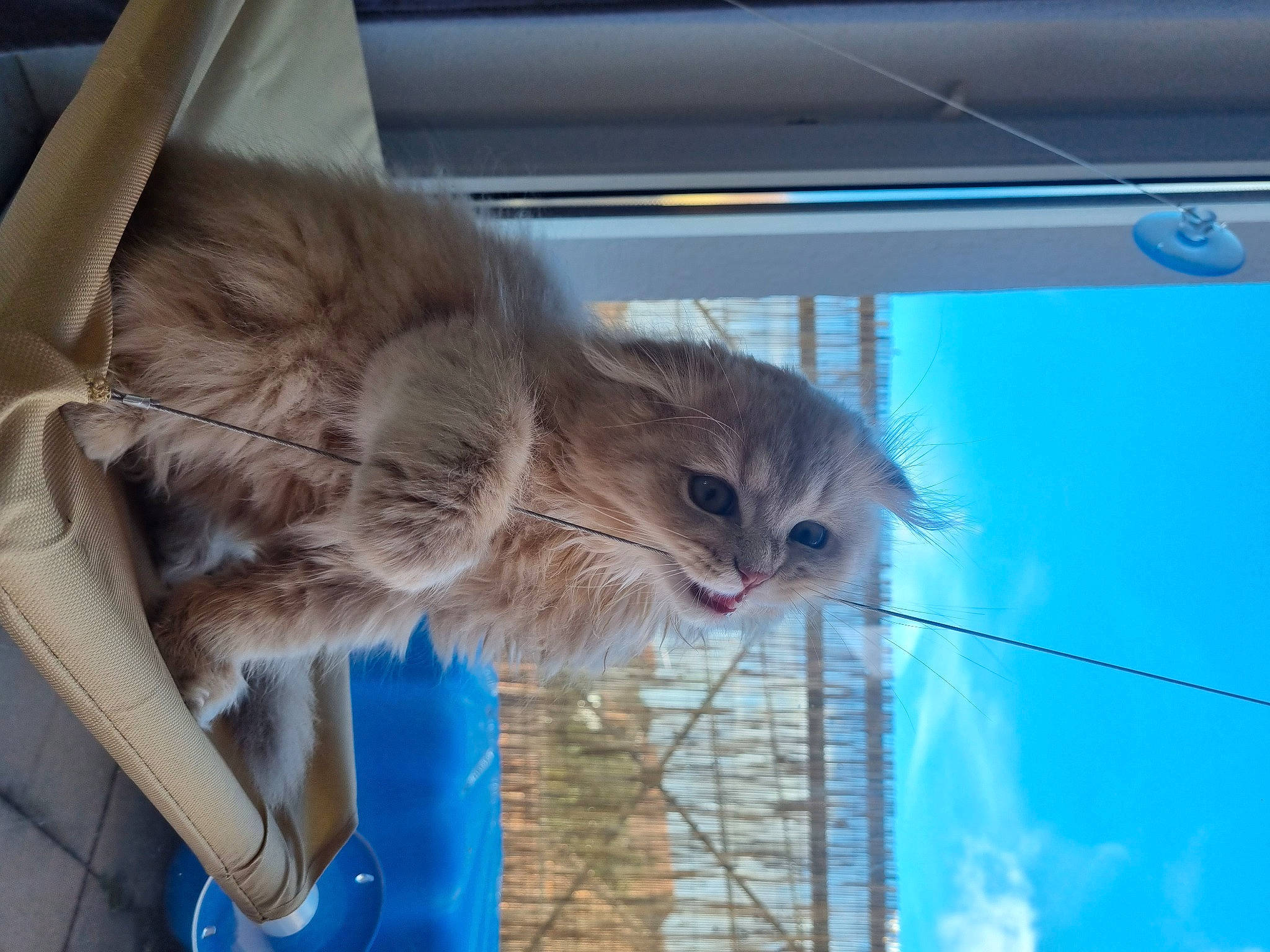 Ulky participe au concours pour gagner de l'argent avec cette photo : animal_shelter, blue, carnivore, cat, claw, domestic_short_haired_cat, electric_blue, eye, fawn, felidae, fur, maine_coon, plant, sky, small_to_medium_sized_cats, snout, tail, tree, whiskers, window