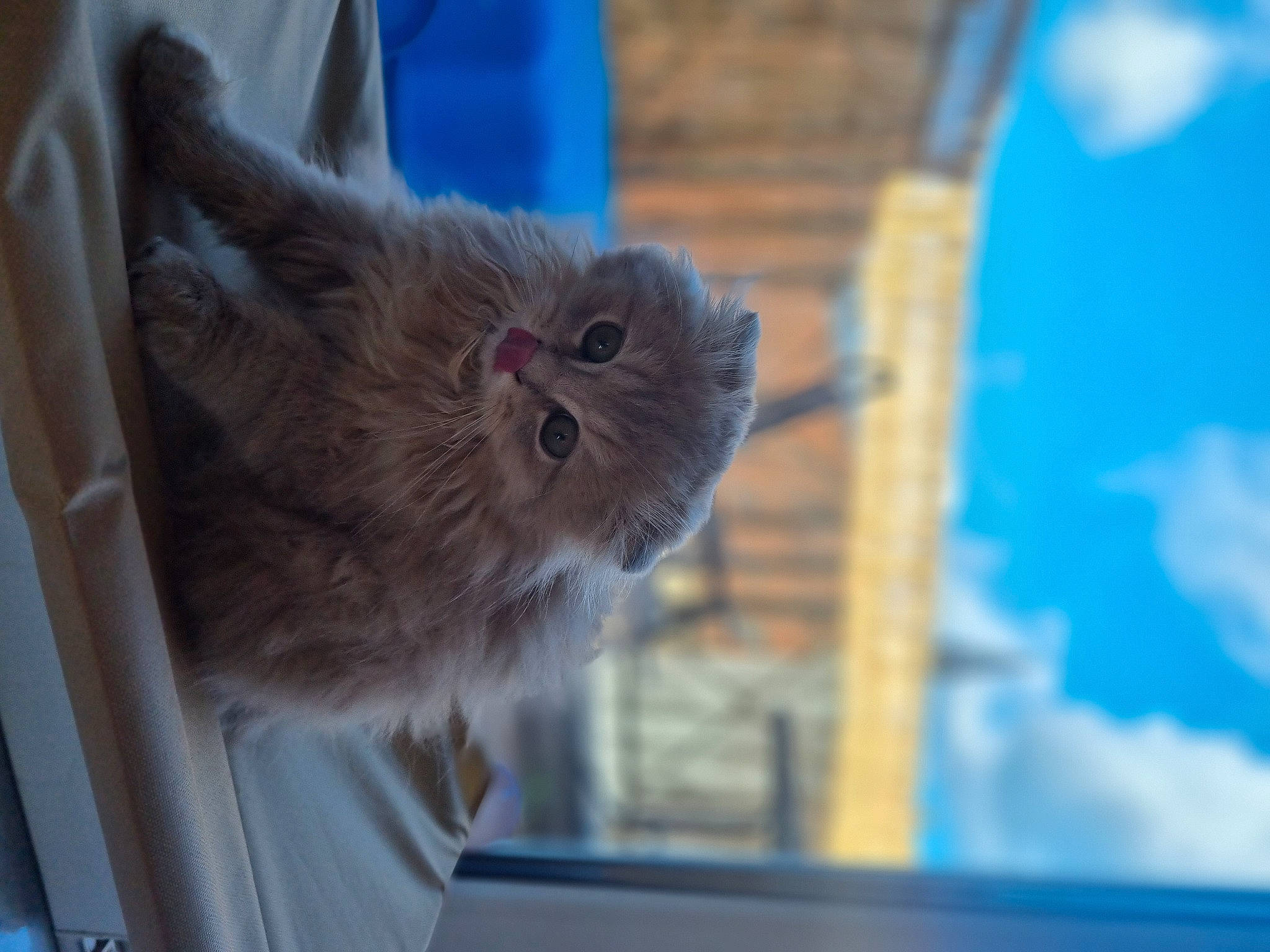 Ulky participe au concours pour gagner de l'argent avec cette photo : blue, carnivore, cat, claw, cloud, companion_dog, dog_breed, domestic_short_haired_cat, electric_blue, fawn, felidae, fur, glass, sky, small_to_medium_sized_cats, tail, terrestrial_animal, whiskers, window, wood