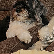 Ruby joined the competition — help win amazing prizes! dog, fluffy, couch, brown, pillow, blanket, resting, pet, indoor, fur, cozy, relaxed, cute, animal, companion, home, curious, paw, seated, comfort