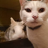 Voyou participe au concours pour gagner de l'argent avec cette photo : cat, rabbit, pet, animal, whiskers, closeup, indoor, cage, furry, curious, white_cat, gray_markings, nose, collar, blurred_background, face, mammal, domestic_animal, feline, small_animal