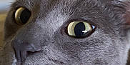 Dorian joined the competition — help win amazing prizes! cat, gray_cat, close_up, feline, whiskers, ears, face, eyes, nose, pet, animal, indoor, portrait, fur, curious, mammal, domestic_animal, closeup, soft_light