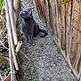Dorian joined the competition — help win amazing prizes! cat, gray_cat, outdoor, dirt, wooden_fence, plants, greenery, curious, sitting, pet, animal, side_view, nature, garden, fence, leaf, small_plants, brown, gray, daylight