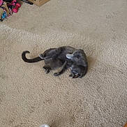 Dorian joined the competition — help win amazing prizes! cat, gray_cat, carpet, indoor, pet, animal, relaxed, rolling, feline, playful, paw, tail, household, dumbbells, box, floor, cute, domestic, fur, whiskers