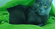 Grizouman participe au concours pour gagner de l'argent avec cette photo : cat, gray_cat, pet, animal, feline, yellow_eyes, blanket, green_blanket, cozy, resting, indoor, fur, whiskers, cute, relaxed, sleepy, comfort, portrait, close_up, domestic_animal