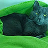 cat, gray_cat, pet, animal, feline, yellow_eyes, blanket, green_blanket, cozy, resting, indoor, fur, whiskers, cute, relaxed, sleepy, comfort, portrait, close_up, domestic_animal