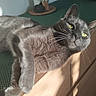 cat, gray_cat, pet, animal, laying_down, sunlight, indoor, wooden_surface, green_mat, yellow_eyes, feline, whiskers, relaxed, close_up, domestic_animal, fur, ears, nose, paw, shadow