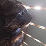 cat, close_up, profile, looking, window_blind, sunlight, shadow, pet, animal, feline, whiskers, ears, fur, indoor, daylight, quiet, contemplative, side_view, domestic_animal, peaceful