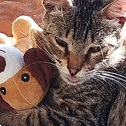 Poupa participe au concours pour gagner de l'argent avec cette photo : cat, tabby_cat, stuffed_toy, plush_dog, pet, animal, cuddle, tongue_out, close_up, feline, whiskers, fur, resting, indoors, soft_toy, cute, sleepy, cozy, companion, relaxed