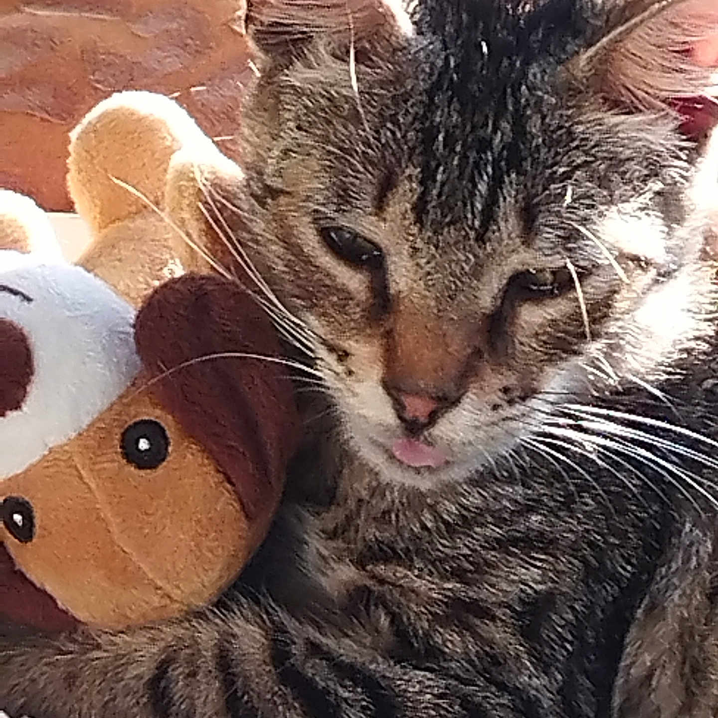 Poupa participe au concours pour gagner de l'argent avec cette photo : cat, tabby_cat, stuffed_toy, plush_dog, pet, animal, cuddle, tongue_out, close_up, feline, whiskers, fur, resting, indoors, soft_toy, cute, sleepy, cozy, companion, relaxed