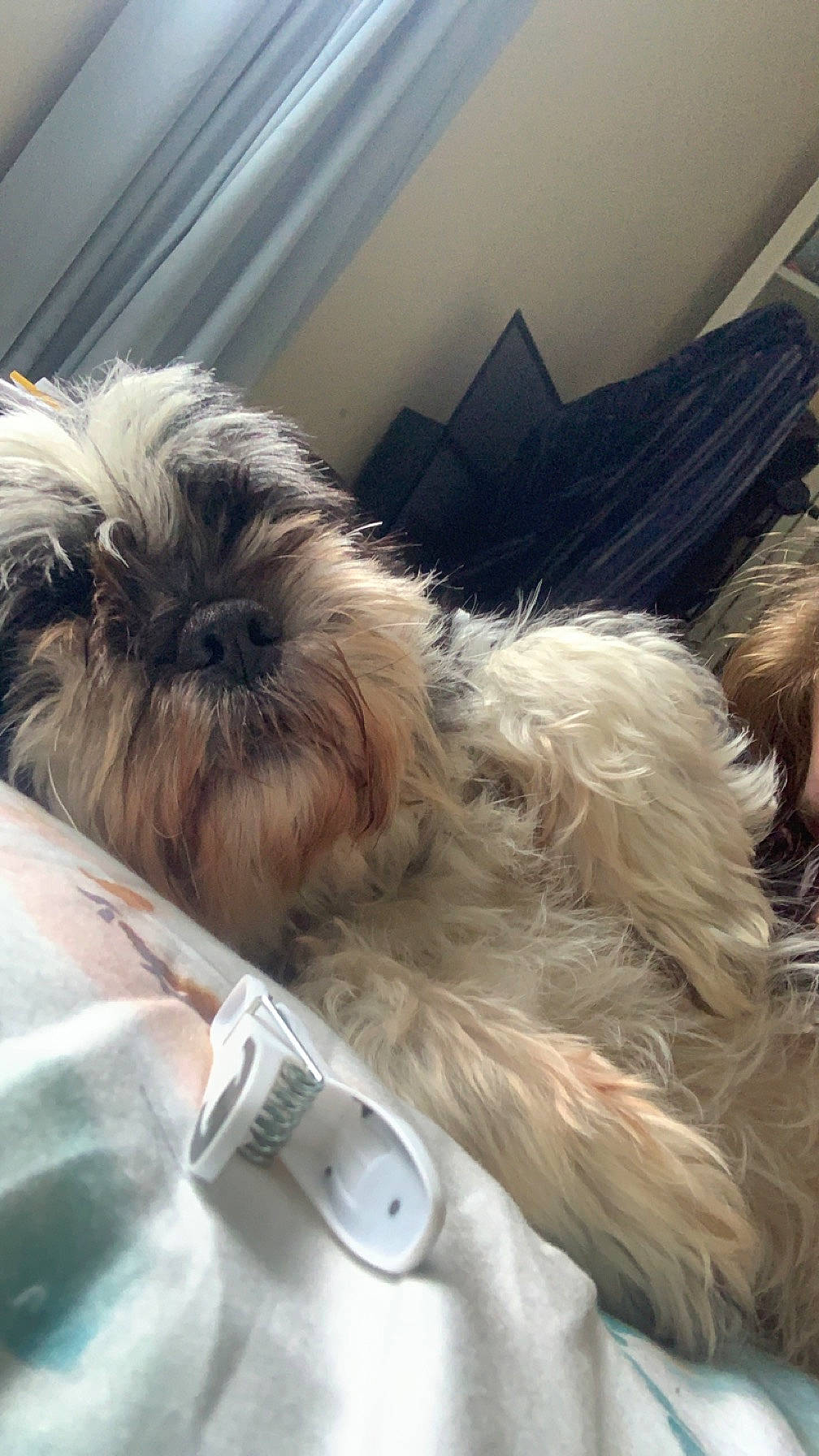 Indie is registered to the contest to win money with this photo: canidae, carnivore, comfort, companion_dog, dog, dog_breed, dog_collar, ear, eyewear, fashion_accessory, fawn, fur, liver, selfie, small_terrier, snout, sporting_group, terrier, toy_dog, working_animal