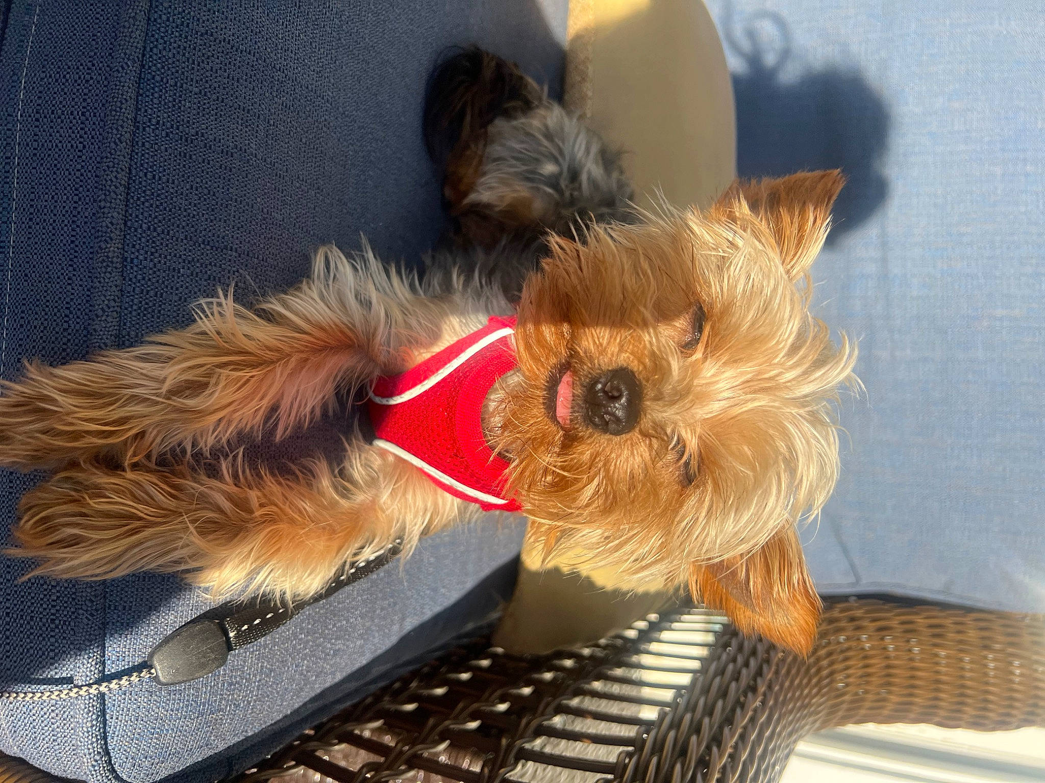 Blu joined the competition — help win amazing prizes! biewer_terrier, canidae, carnivore, collar, companion_dog, dog, dog_breed, dog_collar, dog_supply, fashion_accessory, fawn, fur, liver, pet_supply, small_terrier, snout, sporting_group, terrier, toy_dog, working_animal