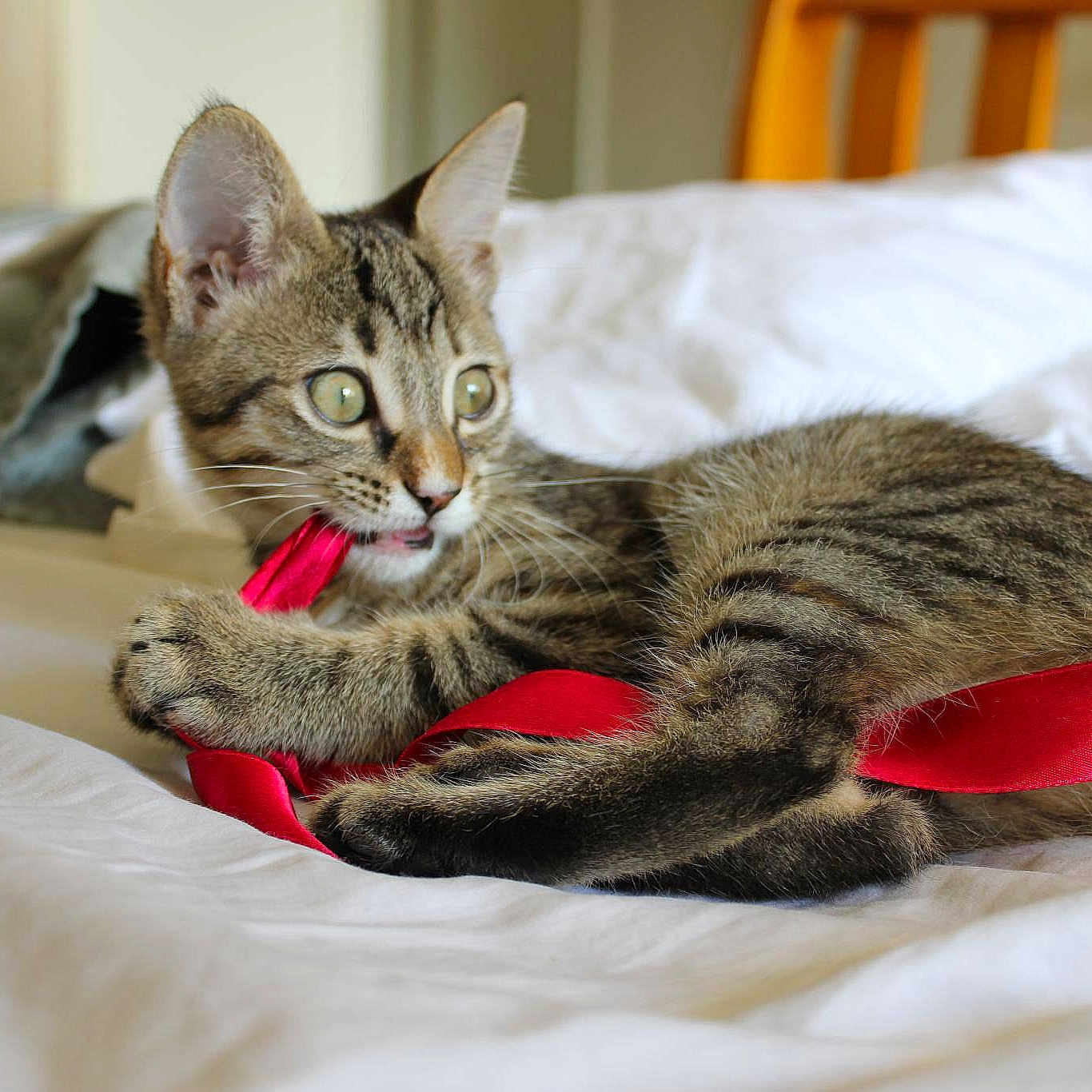 Belle joined the competition — help win amazing prizes!