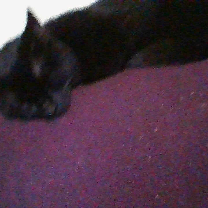 Duke joined the competition — help win amazing prizes! animal, blackcat, cat, chair, couch, cushion, furniture, head, homedecor, kitten, manx, person, pet, purple, siamese