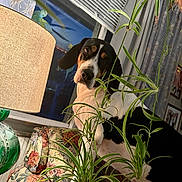 Maybelle is registered to the contest to win money with this photo: dog, black_and_white, armchair, floral_pattern, lamp, window, indoor, plant, spider_plant, curious, pet, furniture, cozy, blinds, curtain, leaf, closeup, animal, domestic, houseplant