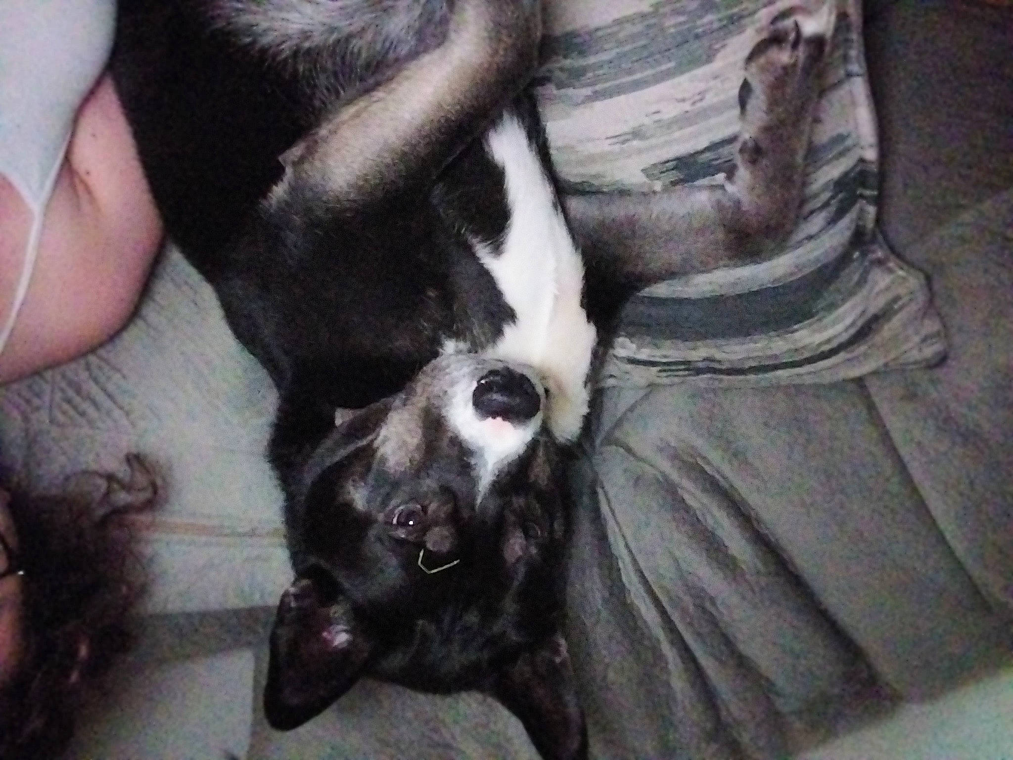 Chance joined the competition — help win amazing prizes! canidae, carnivore, claw, comfort, companion_dog, dog, dog_breed, ear, fawn, felidae, fur, liver, nail, paw, small_to_medium_sized_cats, snout, sporting_group, tail, whiskers, working_animal