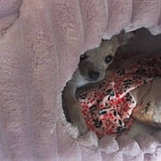 Noisette a rejoint le concours — aidez-le/la à gagner de superbes lots ! dog, pet_bed, blanket, stuffed_toy, cozy, indoor, small_dog, peeking, pink, soft_texture, animal, cute, resting, home, floral_pattern, toy, snug, comfort, sleeping_area, fur