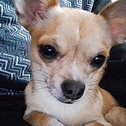 Noisette participe au concours pour gagner de l'argent avec cette photo : animal, black_nose, brown_fur, close_up, companion, cozy, cute, dog, domestic_animal, ears, face, fur, indoor, looking_at_camera, pet, portrait, small_dog, textured_fabric, whiskers, zigzag_pattern