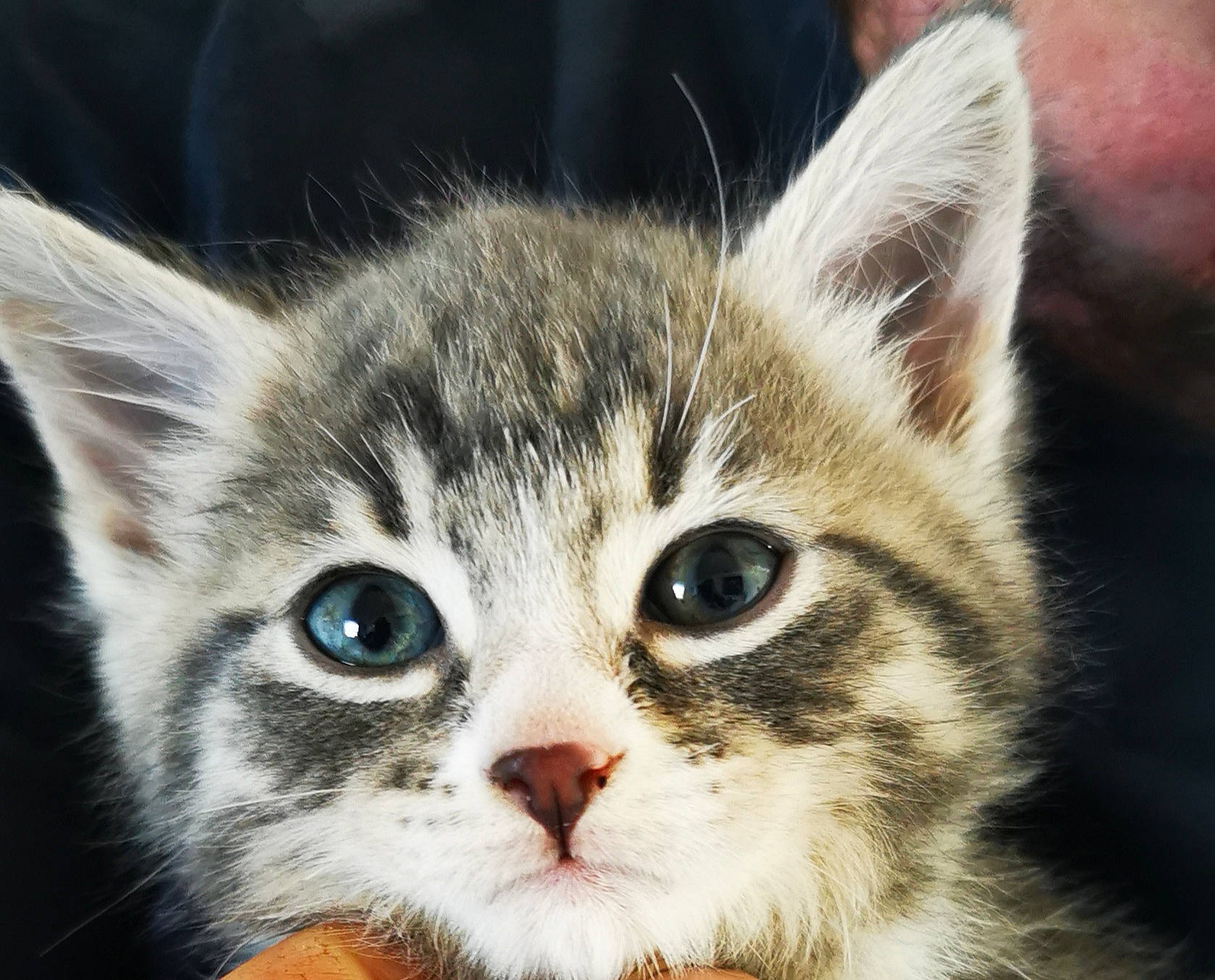 Vinnie joined the competition — help win amazing prizes! carnivore, cat, domestic_short_haired_cat, ear, felidae, fur, iris, paw, photography, small_to_medium_sized_cats, snout, whiskers