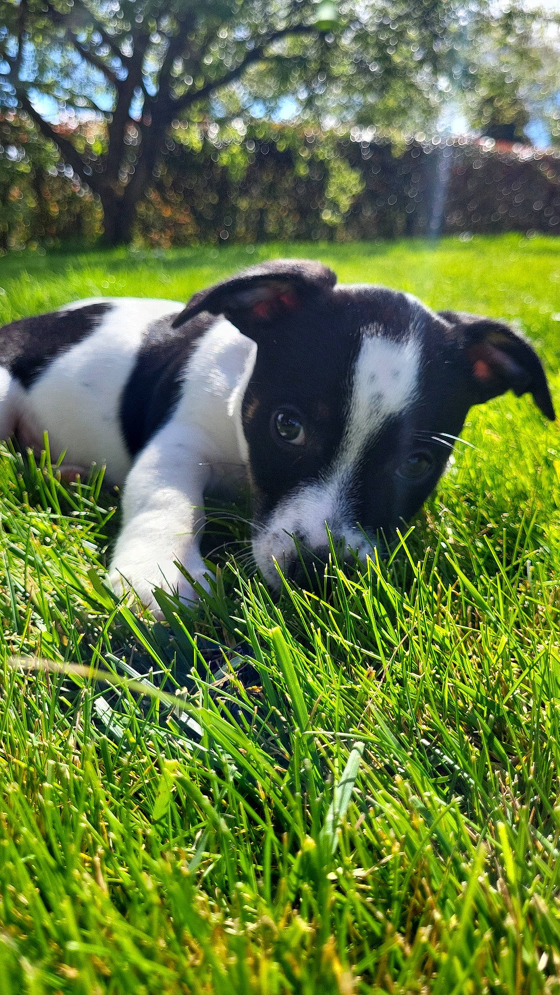 Tao a rejoint le concours — aidez-le/la à gagner de superbes lots ! canidae, carnivore, collar, companion_dog, dog, dog_breed, grass, grassland, groundcover, herding_dog, lawn, pasture, plant, puppy, sky, snout, sporting_group, tail, tree, working_animal