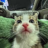 kitten, cat, close_up, pink_nose, green_blanket, car_interior, dashboard, night, window, whiskers, fur, cute, pet, animal, indoor, snuggle, eyes, face, travel, cozy
