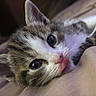 kitten, cat, animal, pet, cute, tongue_out, close_up, fur, whiskers, sleeping, bed, soft, indoor, small, young, mammal, domestic, relaxed, adorable, face