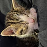 kitten, sleeping, tabby, pet, animal, cute, cozy, fur, whiskers, pink_nose, closed_eyes, resting, adorable, young, small, domestic_cat, soft, warm, comfort, snuggled
