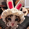 Paris is registered to the contest to win money with this photo: kitten, cat, bunny_ears, crocheted_hat, close_up, indoor, pet, cute, whiskers, pink_nose, wide_eyes, animal, headwear, soft_texture, domestic, feline, young, curious, adorable, portrait