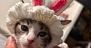 Paris is registered to the contest to win money with this photo: kitten, cat, animal, pet, bunny_hat, crocheted, white, pink, ears, cute, hands, closeup, face, whiskers, indoor, soft, adorable, young, cozy, furry
