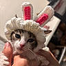 Paris is registered to the contest to win money with this photo: kitten, cat, animal, pet, bunny_hat, crocheted, white, pink, ears, cute, hands, closeup, face, whiskers, indoor, soft, adorable, young, cozy, furry