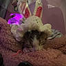 kitten, cat, sleeping, crocheted_hat, bunny_ears, blanket, pink, soft, cozy, indoor, pet, cute, furry, resting, animal, close_up, warm, fabric, handmade, blur
