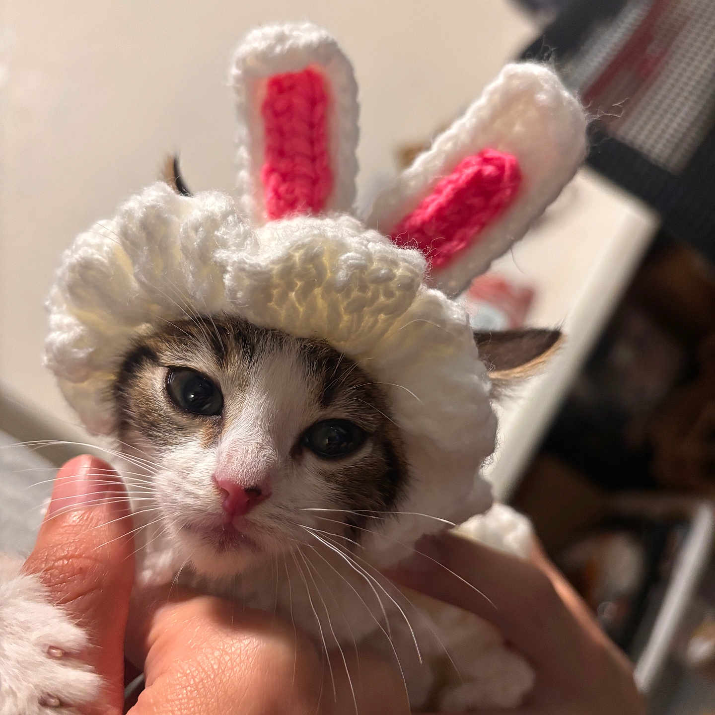 Paris is registered to the contest to win money with this photo: kitten, cat, bunny_hat, crochet, hands, cute, pet, animal, indoor, close_up, whiskers, pink_nose, ears, furry, face, adorable, soft, knitted, portrait, young_cat