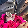 kitten, cat, pink_blanket, steering_wheel, car_interior, hand, paw, car_door, window, seat, feline, cute, pet, animal, domestic_cat, young_cat, cozy, soft_texture, sunlight, indoor