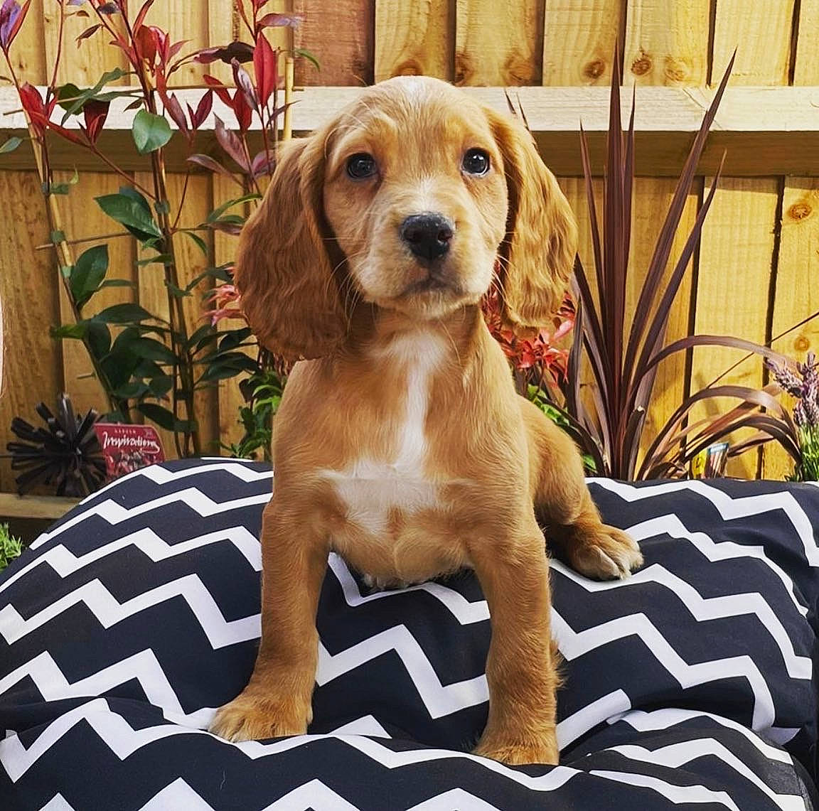 Albie is registered to the contest to win money with this photo: canidae, carnivore, comfort, companion_dog, dog, dog_breed, fawn, flooring, flowerpot, hound, houseplant, liver, metal, pet_supply, plant, snout, sporting_group, terrestrial_animal, wood, working_animal