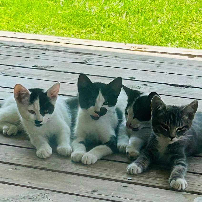 Eternal Allies is registered to the contest to win money with this photo: animal, architecture, backyard, building, cat, deck, grass, hardwood, house, housing, kitten, manx, nature, pet, plant, porch, pottedplant, water, waterfront, wood