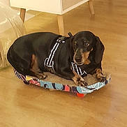Loulou participe au concours pour gagner de l'argent avec cette photo : dog, dachshund, pet_bed, harness, indoor, wooden_floor, furniture, cozy, resting, black_dog, tan_markings, small_dog, domestic_animal, animal, companion, home_interior, floor, relaxed, cute, canine