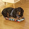 dog, dachshund, pet_bed, harness, indoor, wooden_floor, furniture, cozy, resting, black_dog, tan_markings, small_dog, domestic_animal, animal, companion, home_interior, floor, relaxed, cute, canine