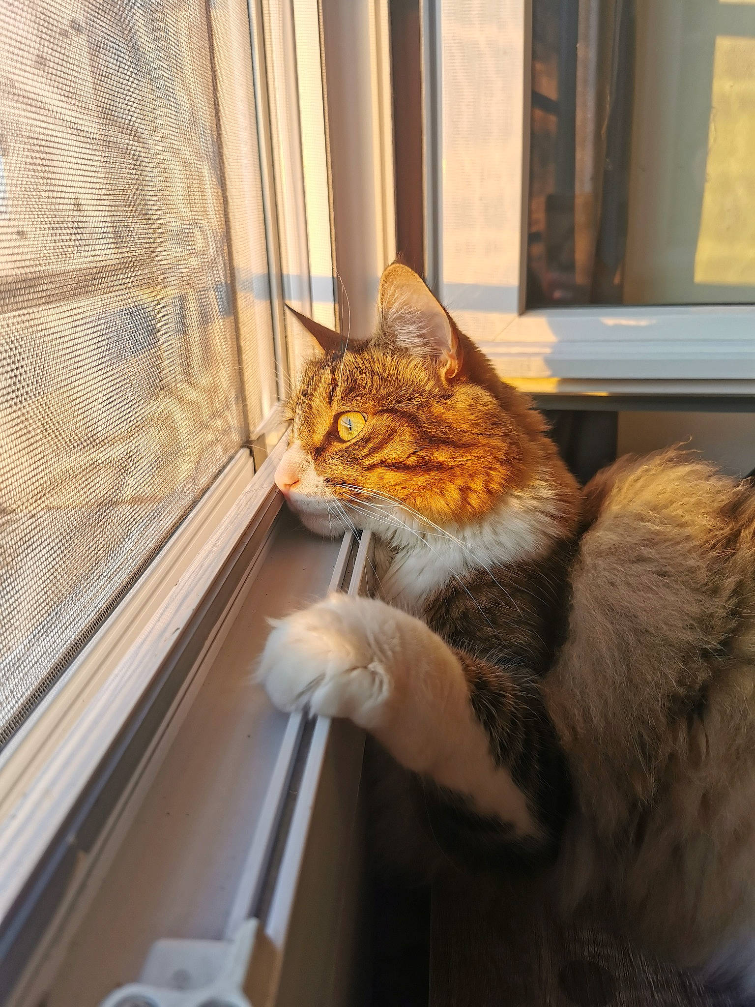 Simba participe au concours pour gagner de l'argent avec cette photo : animal_shelter, cage, carnivore, cat, claw, comfort, domestic_short_haired_cat, door, fawn, felidae, fur, paw, pet_supply, room, small_to_medium_sized_cats, snout, tail, whiskers, window, wood