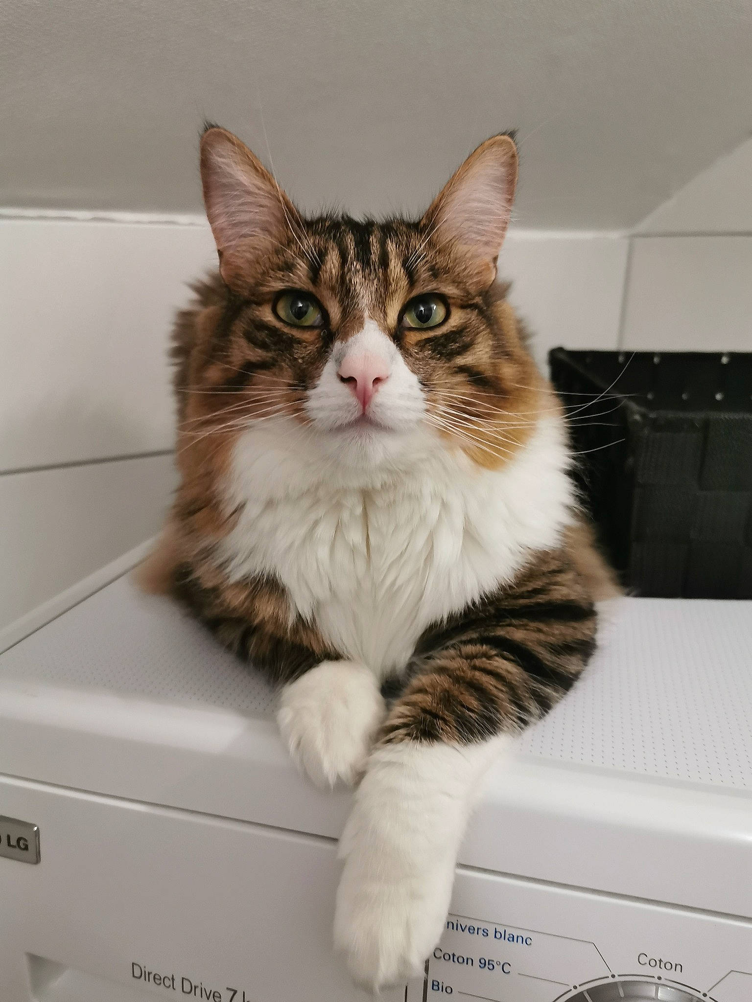 Simba participe au concours pour gagner de l'argent avec cette photo : box, carnivore, cat, claw, domestic_short_haired_cat, felidae, fur, paw, sitting, small_to_medium_sized_cats, snout, tail, terrestrial_animal, whiskers, window
