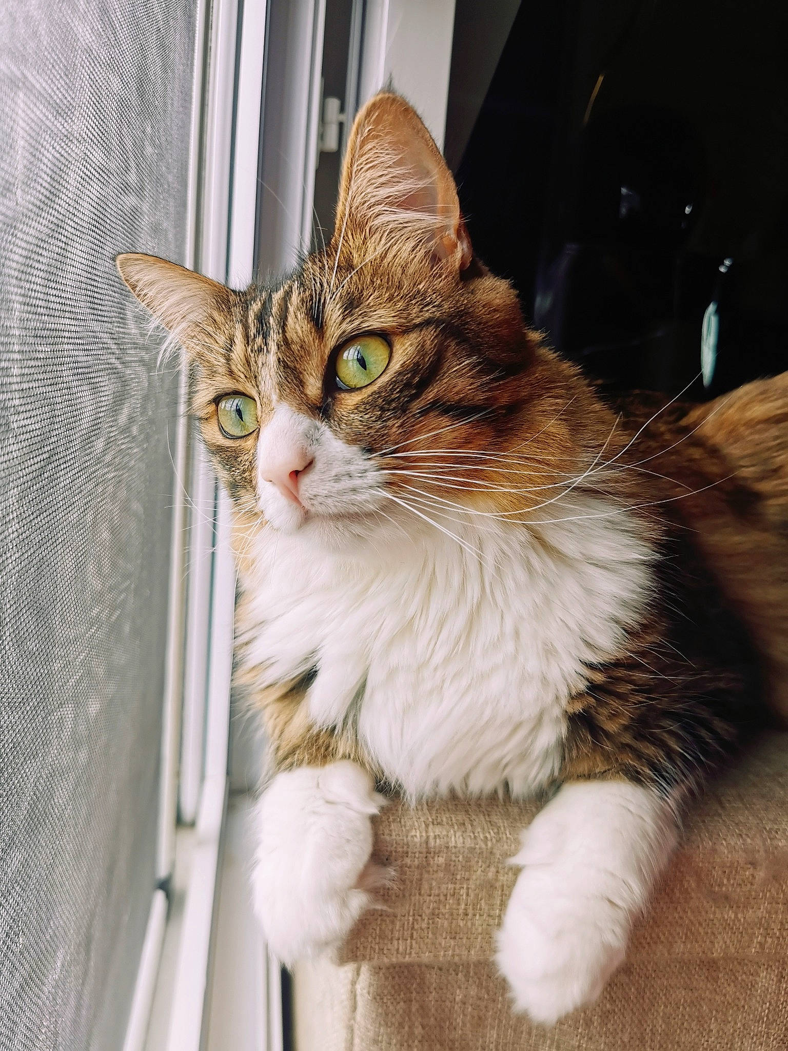 Simba participe au concours pour gagner de l'argent avec cette photo : carnivore, cat, claw, domestic_short_haired_cat, door, eye, fawn, felidae, fur, iris, paw, sitting, small_to_medium_sized_cats, snout, tail, terrestrial_animal, tree, whiskers, wildlife, window