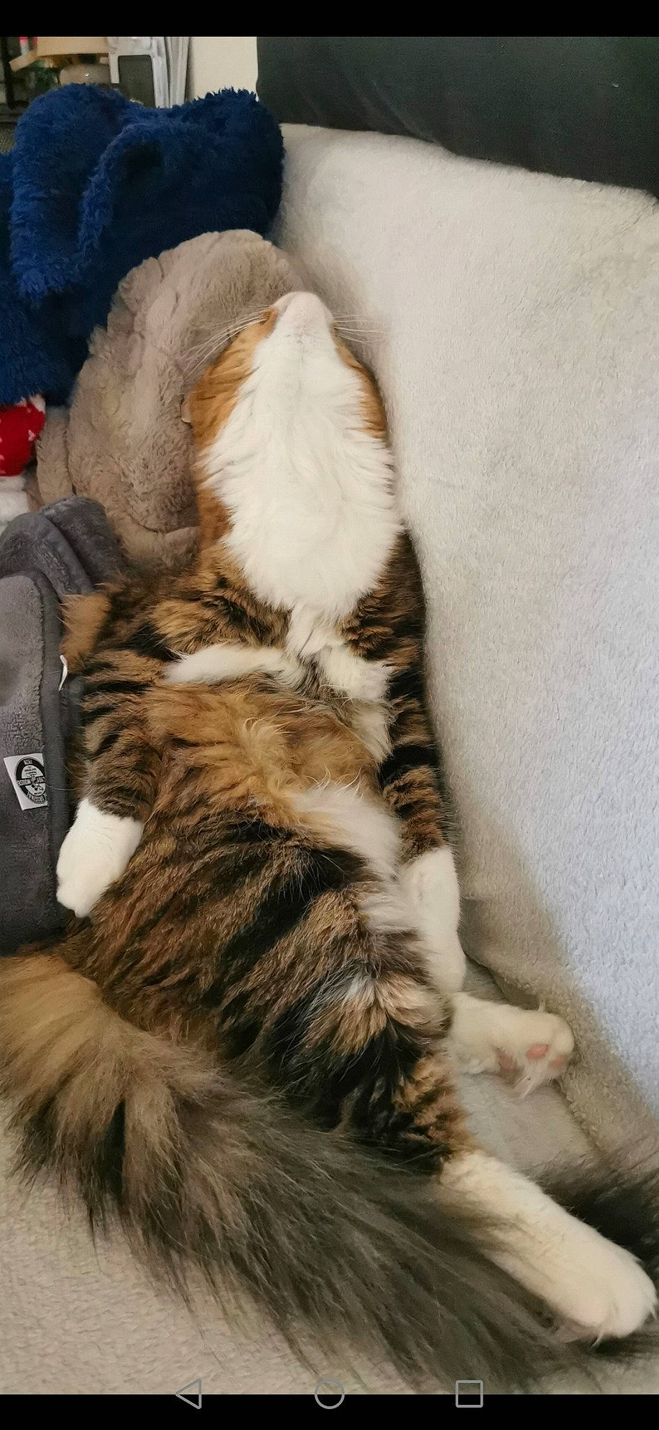 Simba a rejoint le concours — aidez-le/la à gagner de superbes lots ! brown, carnivore, cat, claw, comfort, domestic_short_haired_cat, fawn, felidae, fur, paw, small_to_medium_sized_cats, snout, tail, terrestrial_animal, whiskers