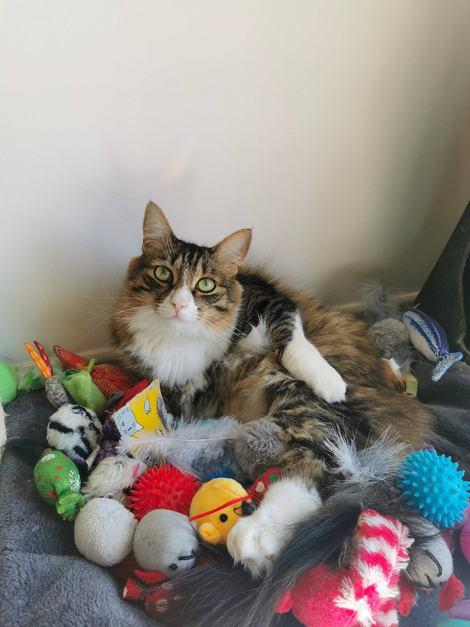 Simba a rejoint le concours — aidez-le/la à gagner de superbes lots ! art, carnivore, cat, comfort, domestic_short_haired_cat, felidae, fur, grey, paw, small_to_medium_sized_cats, stuffed_toy, tail, toy, whiskers