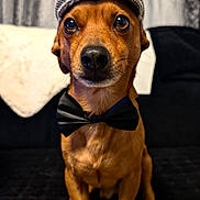Link a rejoint le concours — aidez-le/la à gagner de superbes lots ! accessory, animal, attentive, bow_tie, brown_dog, canine, close_up, couch, cute, dog, face, fashion, flat_cap, furniture, hat, indoor, looking, pet, portrait, sitting