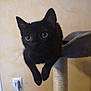Oya participe au concours pour gagner de l'argent avec cette photo : asian, black_cat, bombay, burmese, carnivore, cat, domestic_short_haired_cat, felidae, kitten, korat, mammal, small_to_medium_sized_cats, tail, vertebrate, whiskers