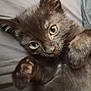 Oya a rejoint le concours — aidez-le/la à gagner de superbes lots ! asian, british_semi_longhair, carnivore, cat, domestic_short_haired_cat, european_shorthair, eye, felidae, fur, kitten, korat, mammal, nebelung, polydactyl_cat, small_to_medium_sized_cats, vertebrate, whiskers